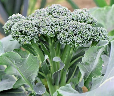 Unleash the Magic of Green Broccoli Seeds: Tips for Successful Cultivation